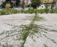 rozszczelnianie betonu stworzyło nowe warunki dla „zarastania” — festiwal In Garden w Lublinie
