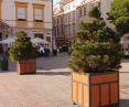 Na krakowskim rynku pojawiły się donice z drzewami