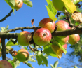 Among other things, the city's orchard will grow apple trees