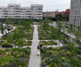 Greened New Market Square in Wroclaw