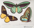 Paziowate: Ornithoptera priamus [1,2], Troides magellanus [3], Gabriel Bodenehr, Ludwig Schmidt wg Krügera juniora