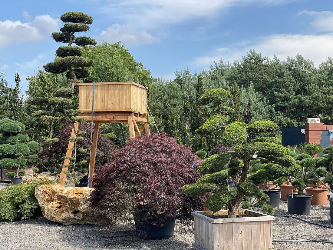 Klon palmowy Acer palamatum oraz cis Taxus cuspidata