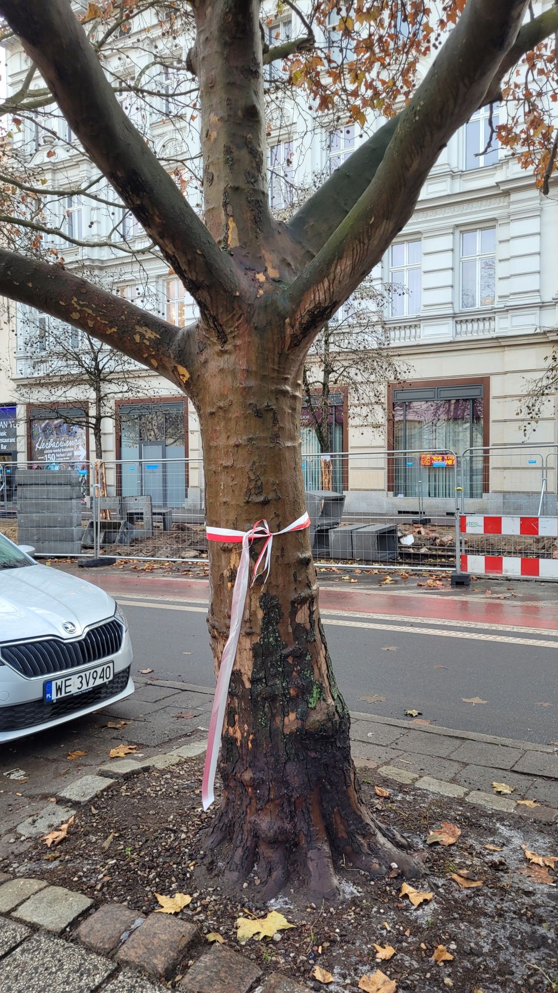 platany 27 grudnia poznań zabezpieczenie