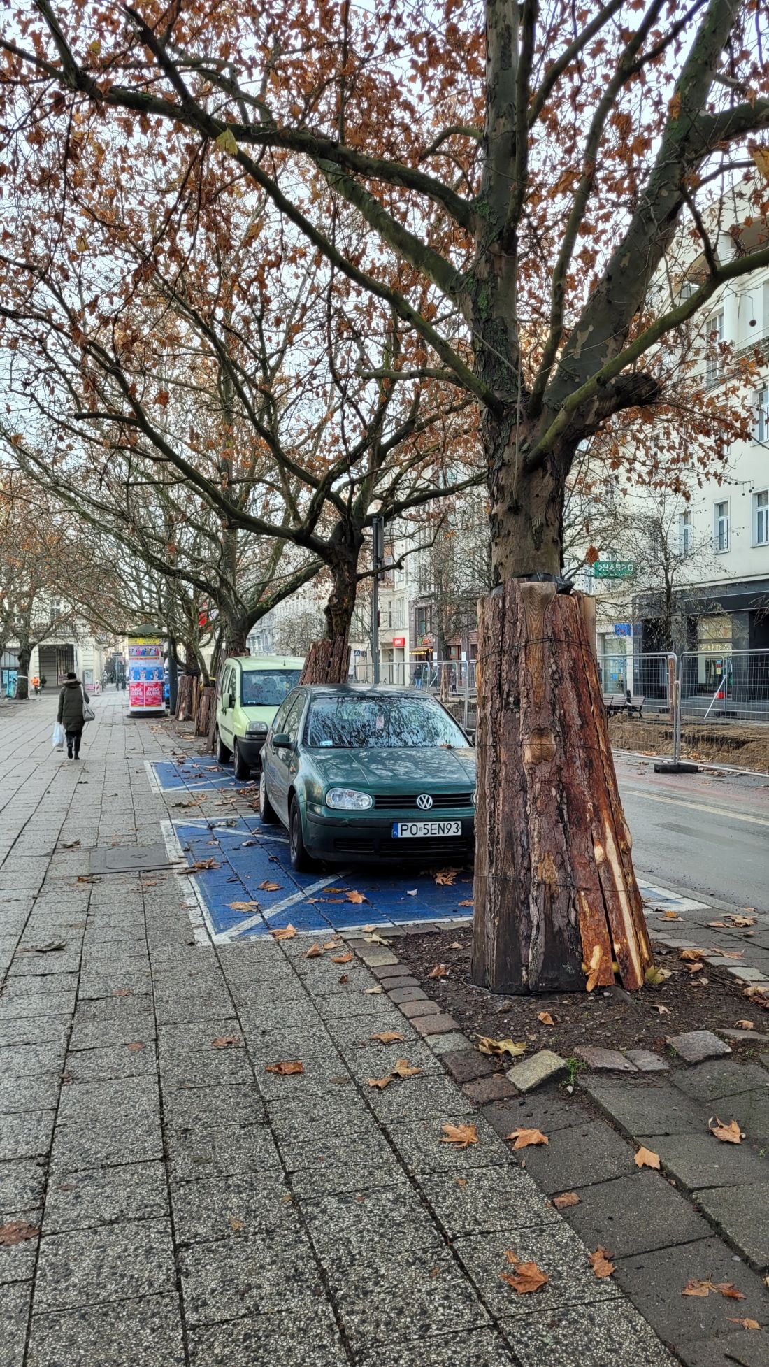 platany ul. 27 grudnia poznań