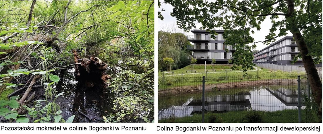 Deklaracje na temat zrównoważonego miasta gąbki znikają pod presją zabudowy, tak jak ostatnie mokradła w dolinie Bogdanki w Poznaniu