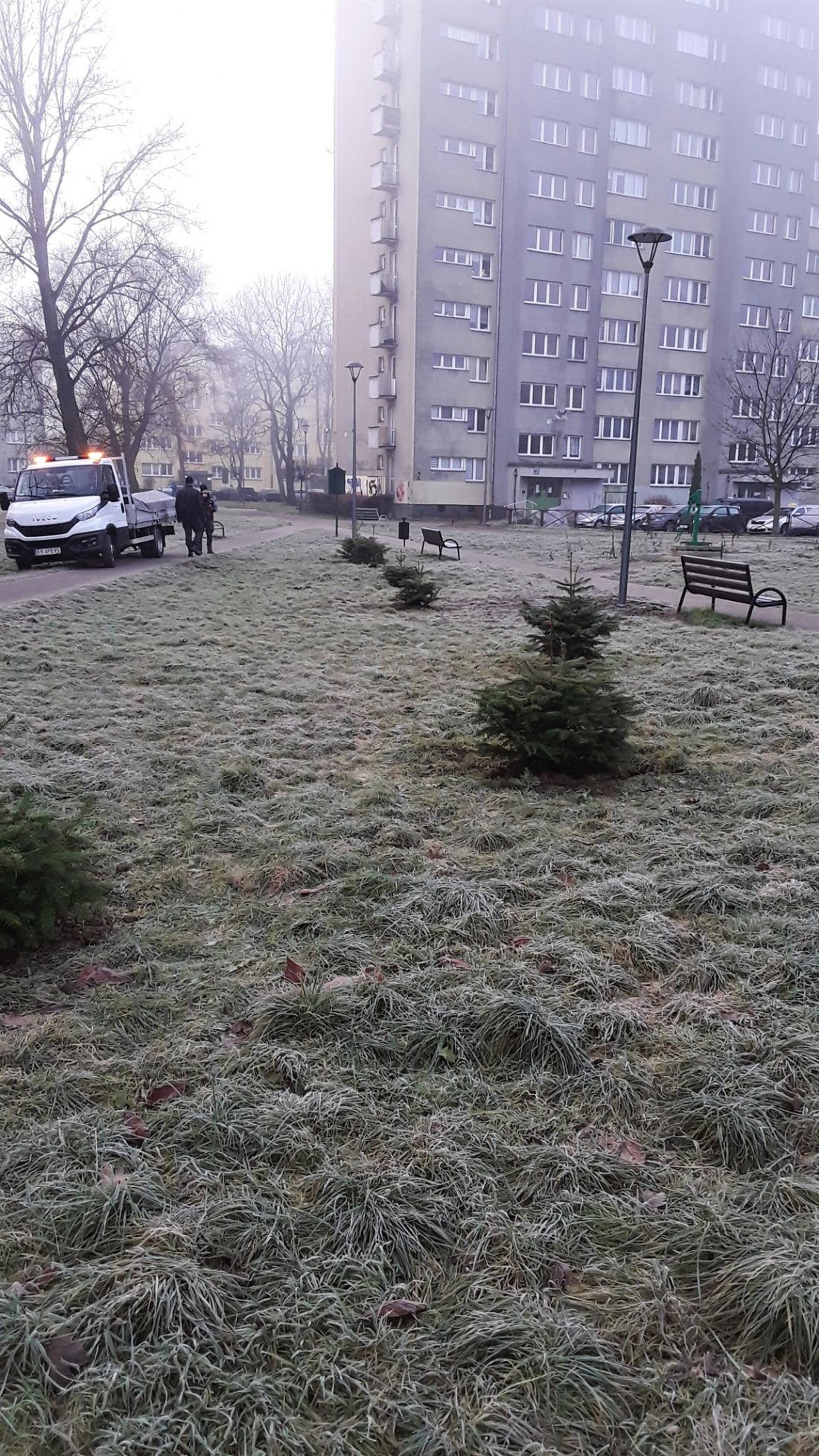 W Krakowie zasadzono już pierwsza drzewka