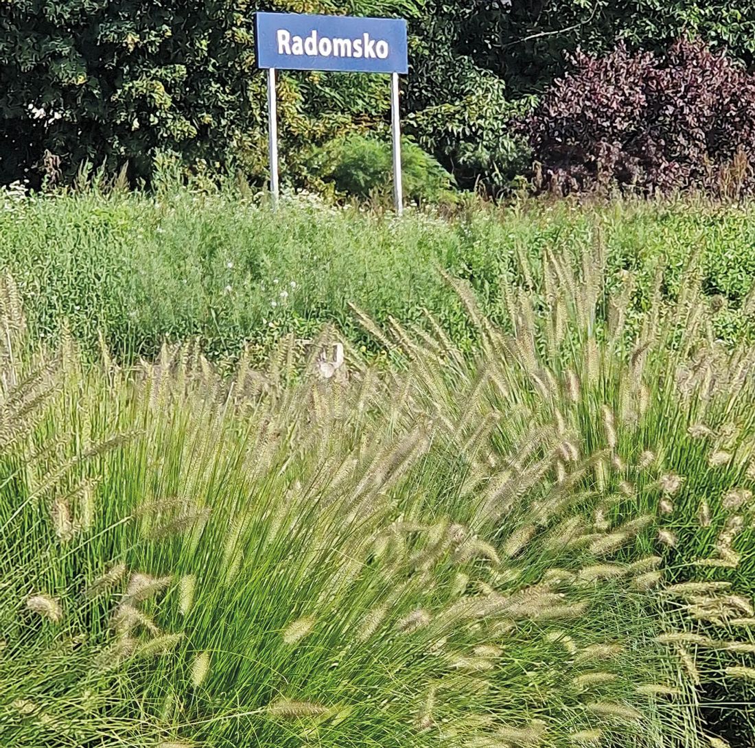  jest w Radomsku sporo hipsterskiej zieleni 