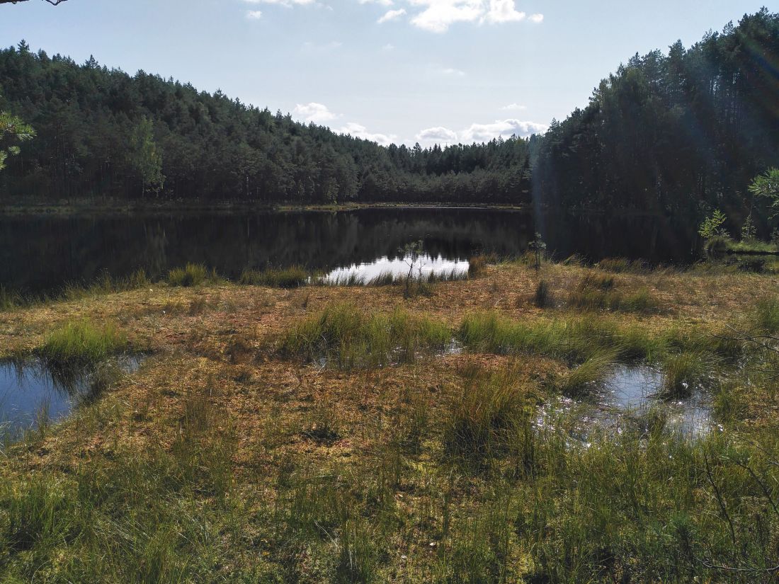 torfowisko przejściowe nad śródleśnym jeziorem