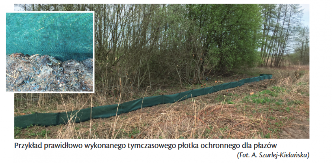 przykład płotka ochronnego dla płazów