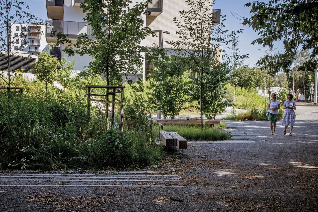 drzewa posadzone w wyniku szeregu uzgodnień z gestorami sieci
