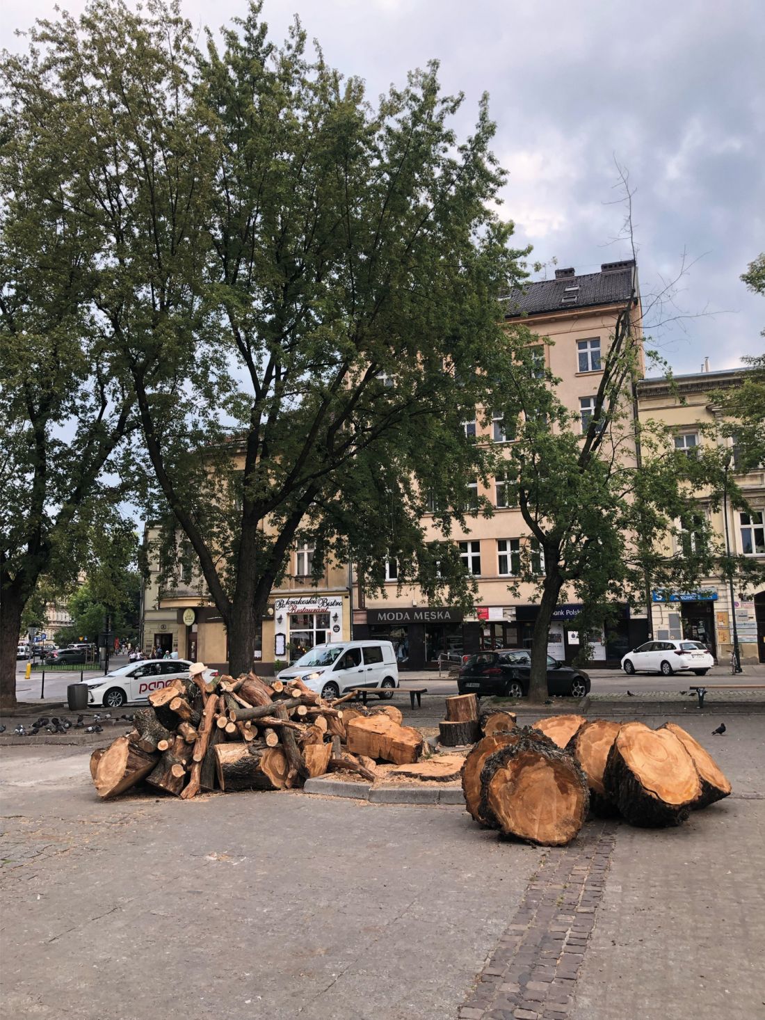 cięte drzewo na Placu Wolnica w Krakowie - wynik złego zabezpieczenia drzewa po usunięciu lodu z lodowiska