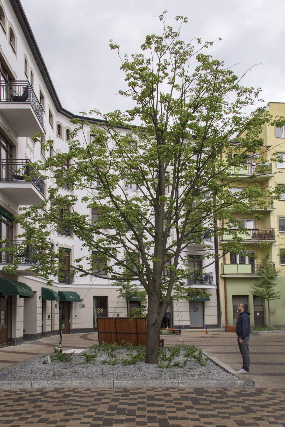 najdroższe i największe drzewo posadzone w ramach zazieleniania łódzkiego osiedla Stare Polesie; kosztująca 20 tys. zł lipa w momencie sadzenia miała obwód 100 cm 