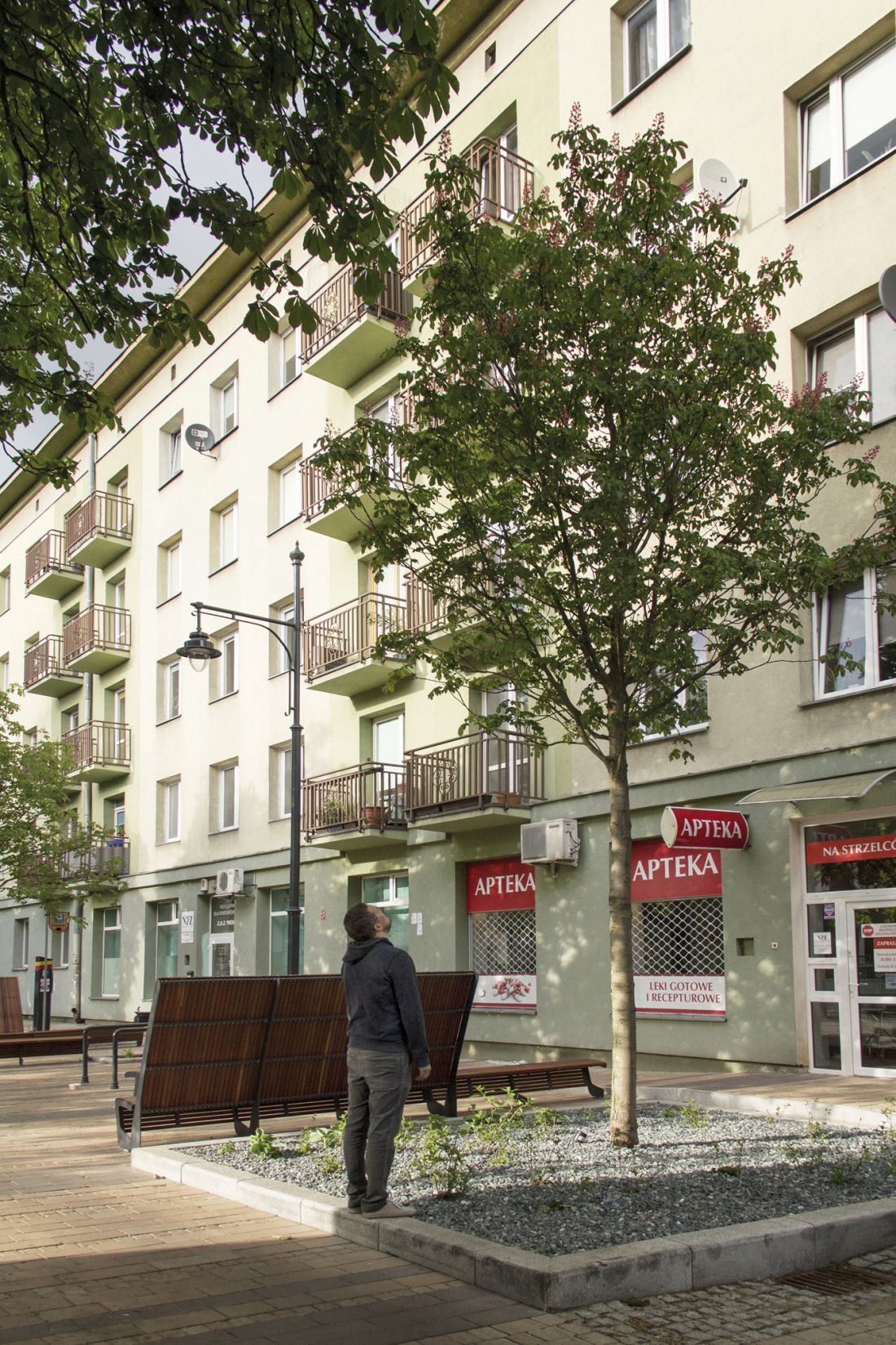  kilkumetrowe drzewo posadzone na tej samej łódzkiej dzielnicy; również robi wrażenie, ale już nie takie