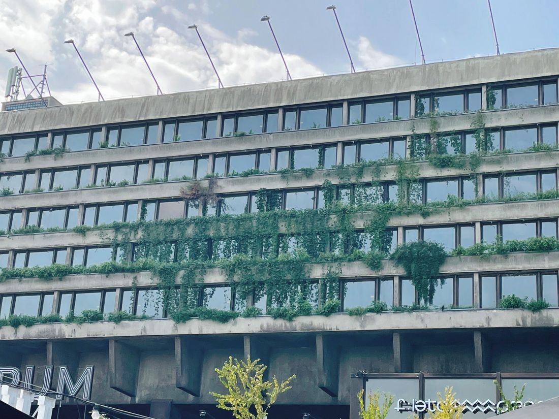 czwarta przyroda na opuszczonym Hotelu Forum w Krakowie; pionowy ogród z naturalnego rozwoju