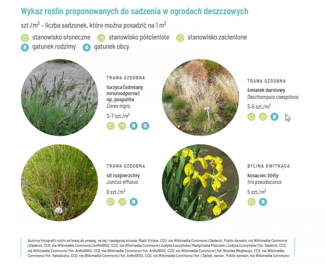 w broszurze znajdziemy wykaz roślin proponowanych