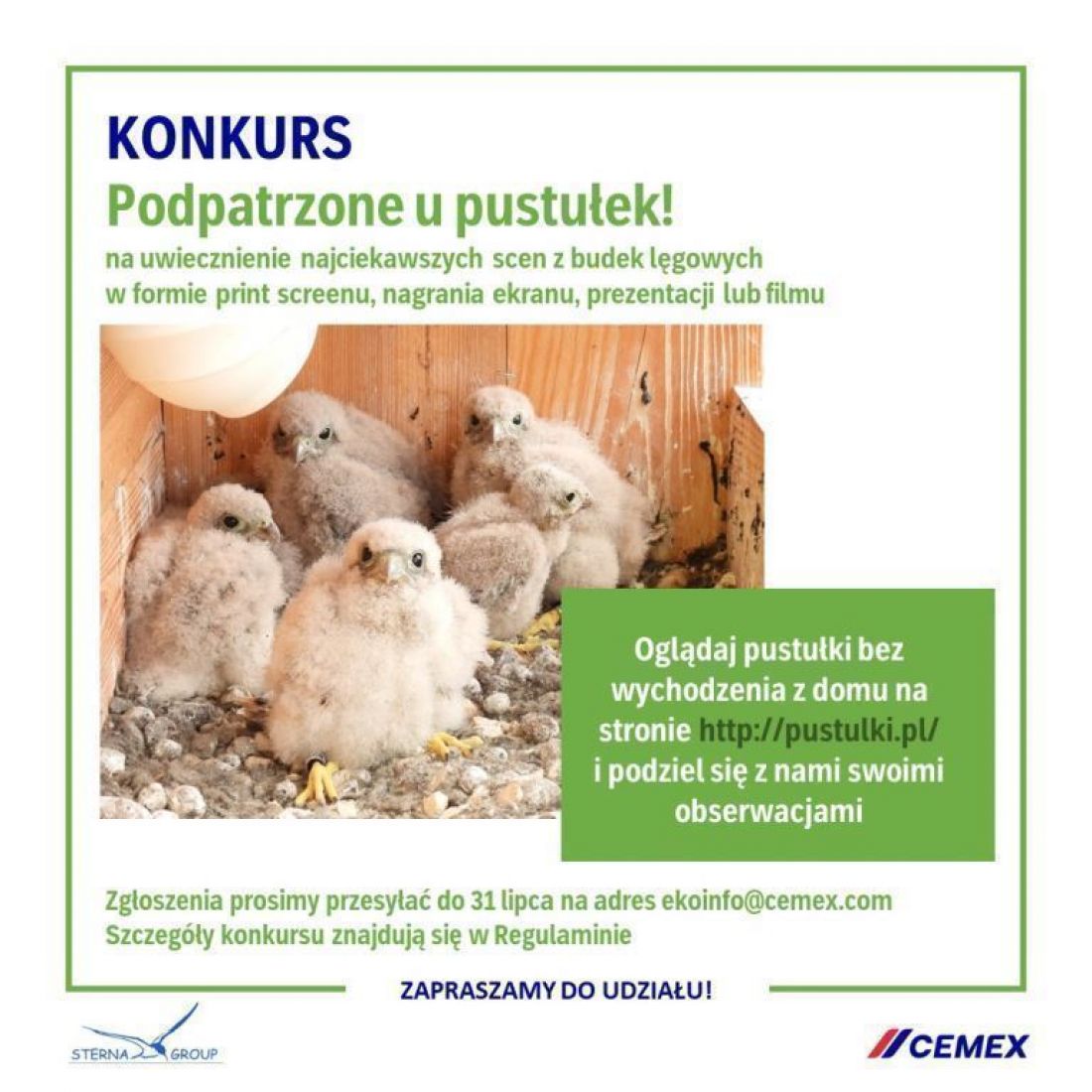 Konkurs — podpatrzone u pustułek