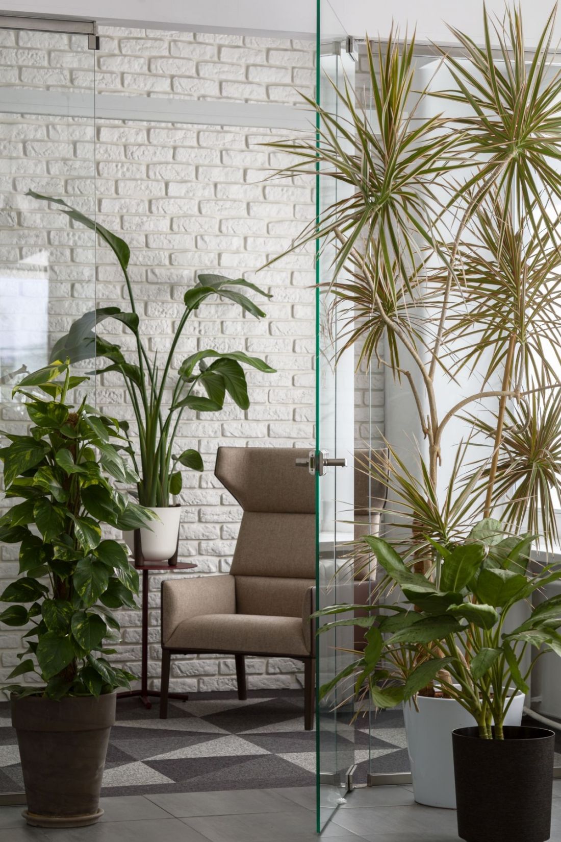 W miejscu widnym postaw Asplenium, Calathea, Pilea, Diffenbachia, Peperomia, Syngonium, Alokazja, Hoja, Kroton, Szeflera, Zielistka, Bananowiec
