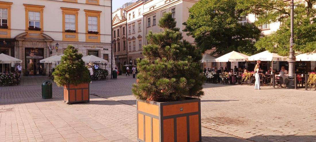 ZZM zdecydował się na drzewa iglaste, mimo że w tej przestrzeni mówiło się o drzewach liściastych