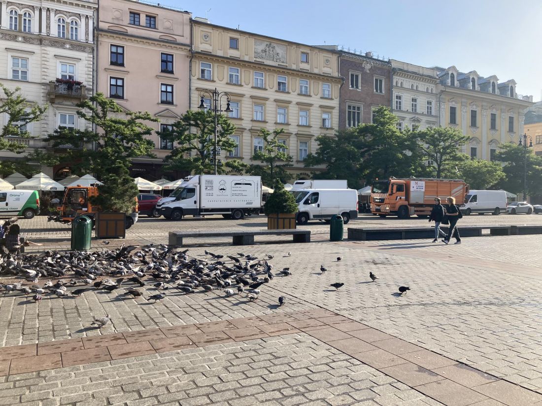 Kiedy pojawią się posadzone drzewa na rynku ? Trudno jednoznacznie odpowiedzieć na to pytanie 