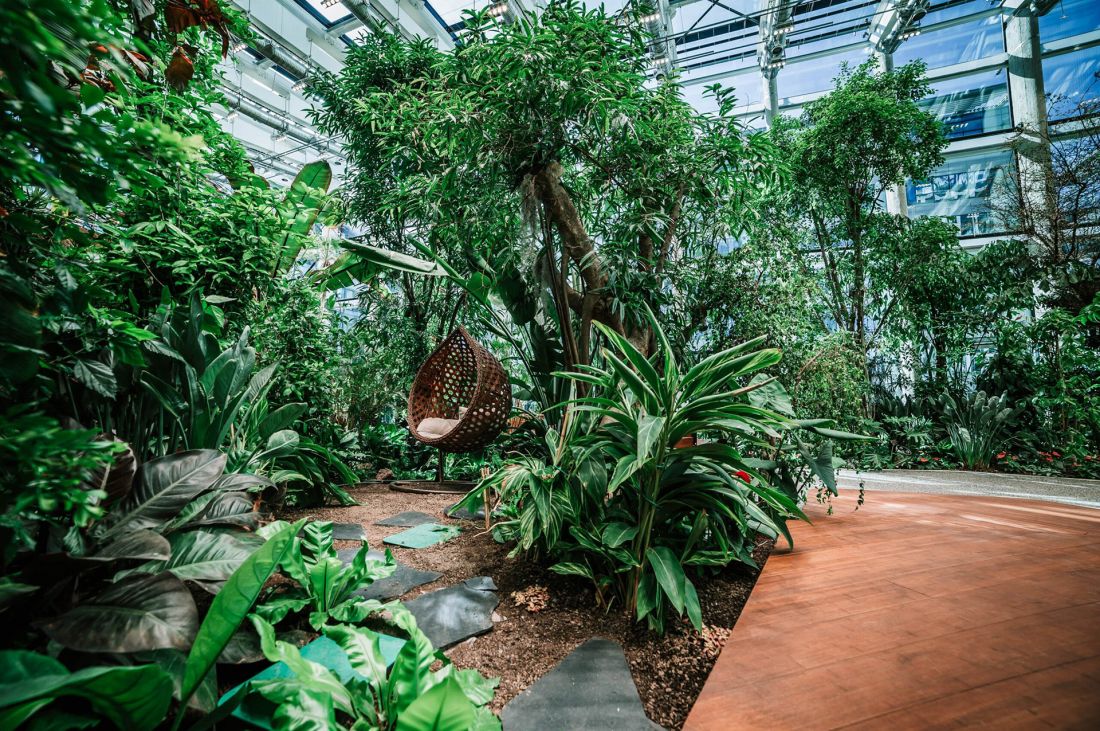 Ogród tropikalny w Olivia Garden w Gdańsku