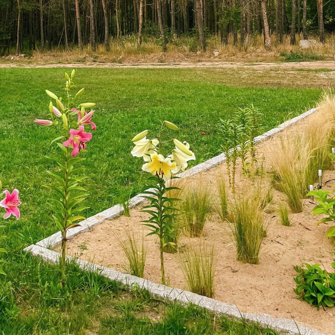 Za pomocą palisady łatwo oddzielisz rabaty od trawnika