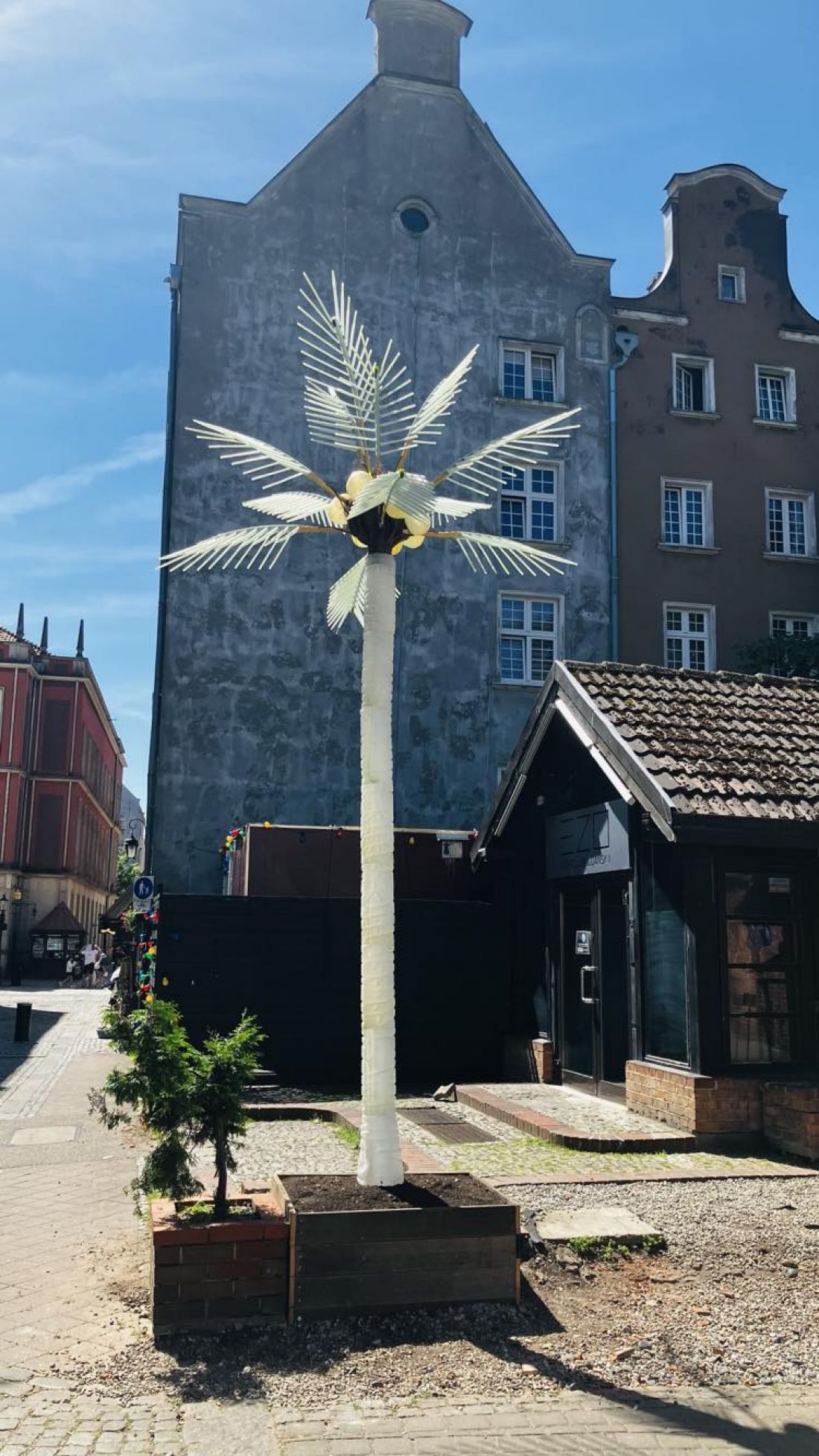 Usunięcia palmy domagają się mieszkańcy