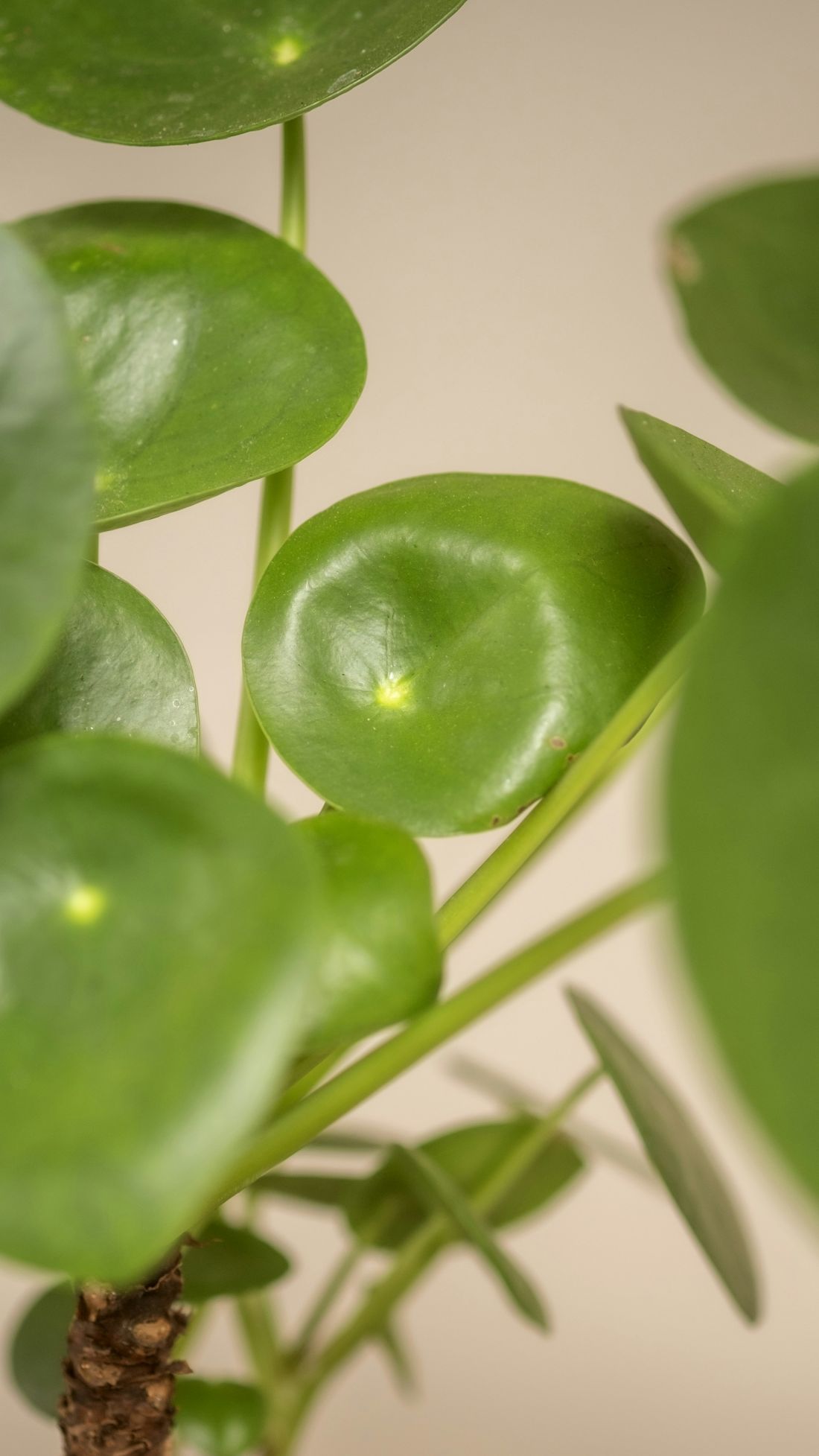 Pilea nazywana jest również pieniążkiem ze względu na swoje oryginalne liście