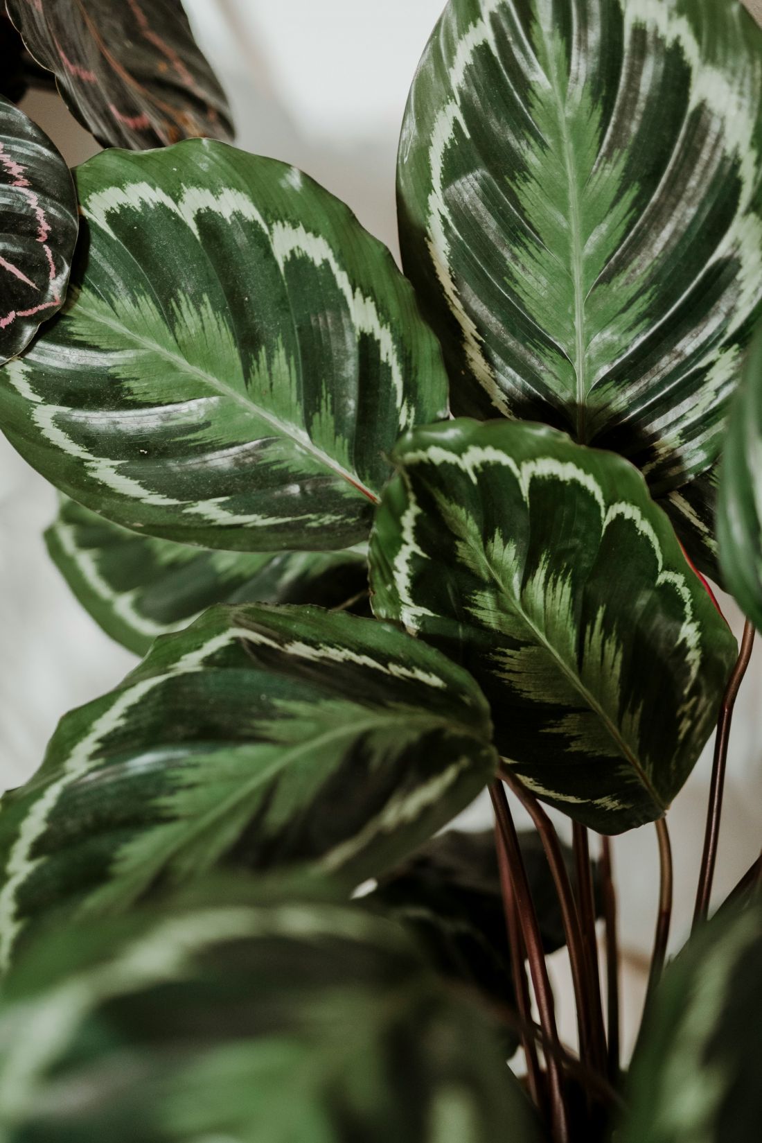 Calathea jest efektowna, ale wymagająca w pielęgnacji
