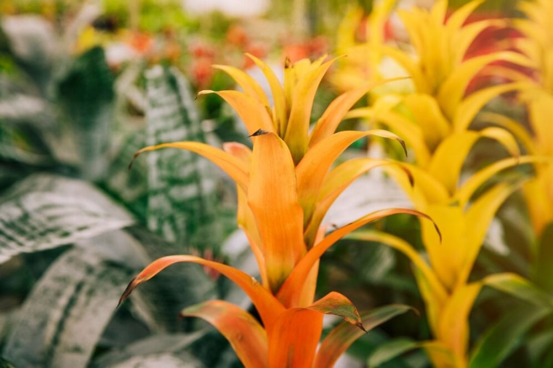 Guzmania zwraca uwagę swoimi kolorowymi kwiatami