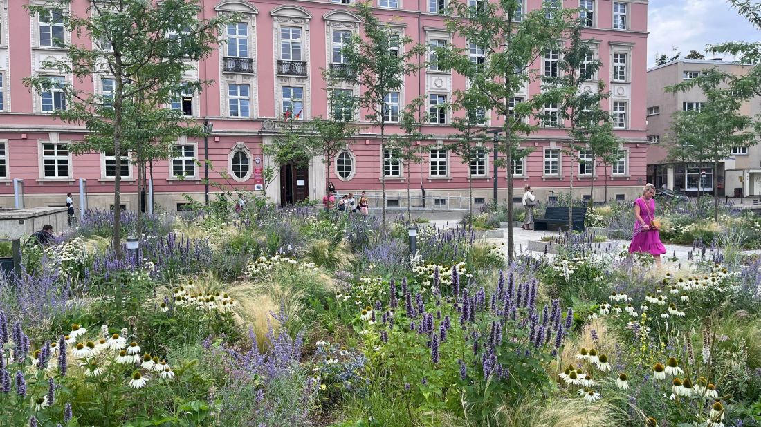 Zazieleniony Plac Nowy Targ we Wrocławiu