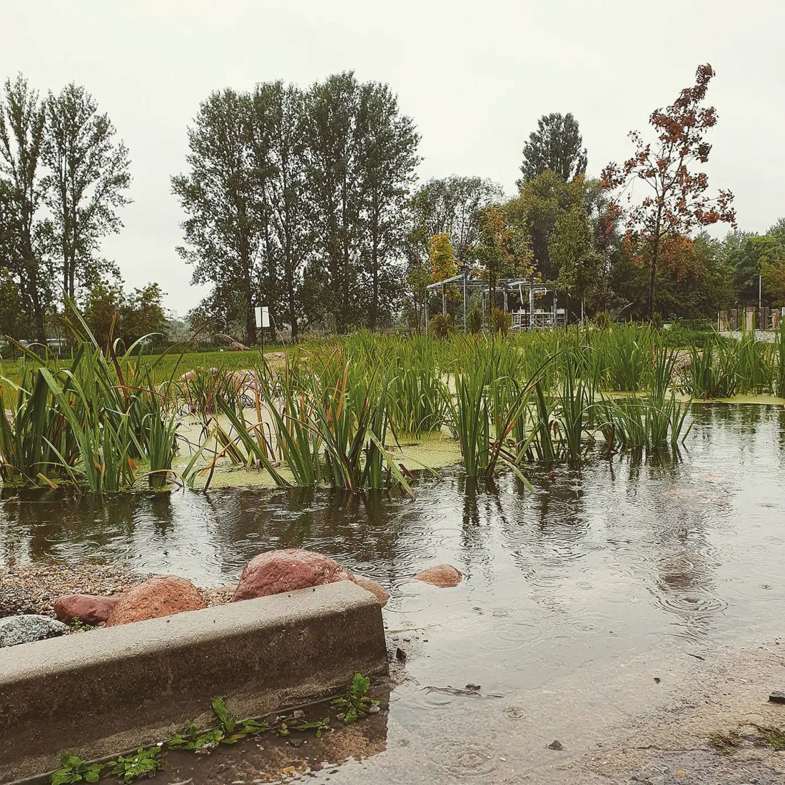 ogród deszczowy w deszczu, proj.: Pracownia Krajobrazy Wojciech Januszczyk