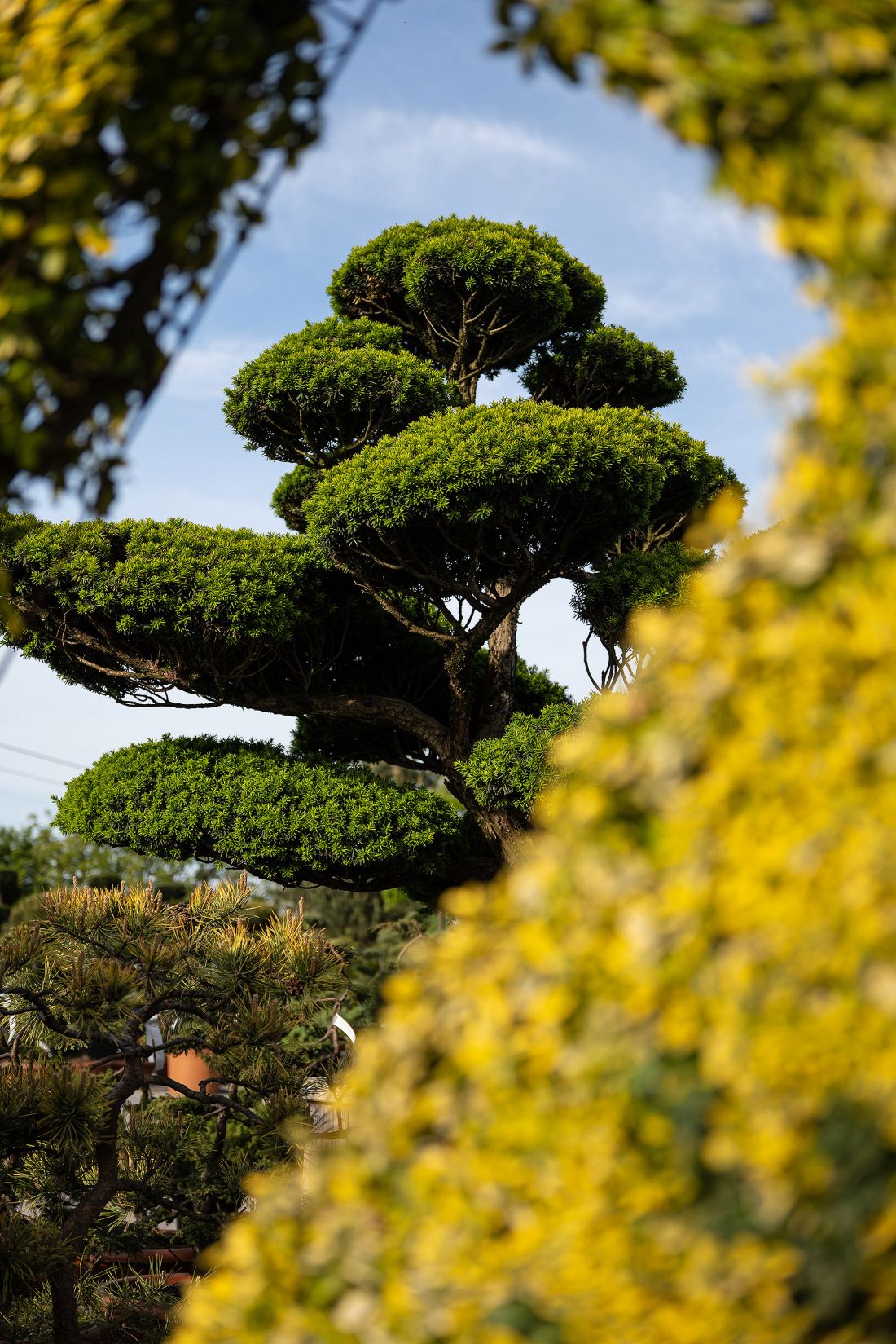  Cis - Taxus cuspidata