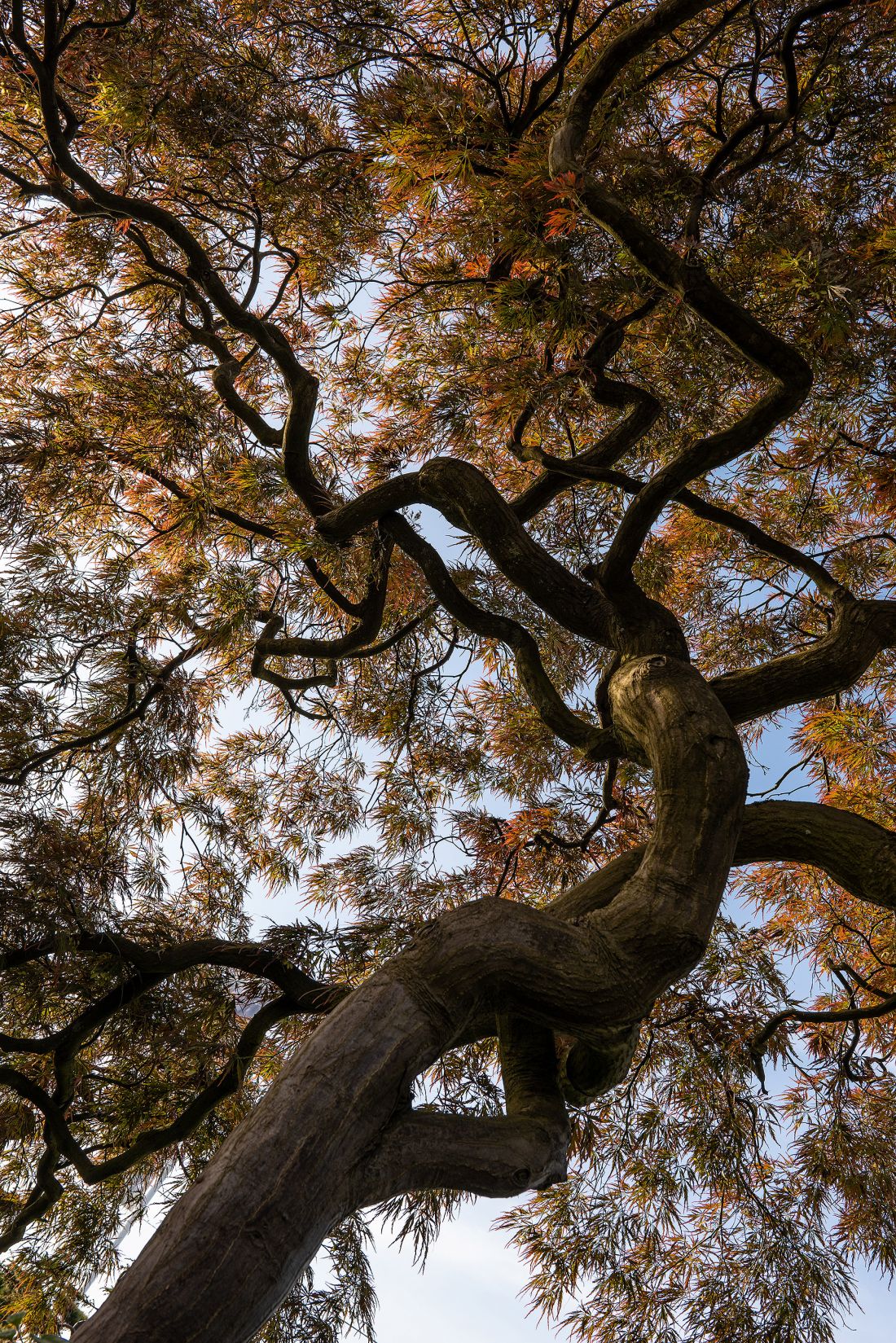 klon palmowy – Acer palmatum ‚Ornatum’
