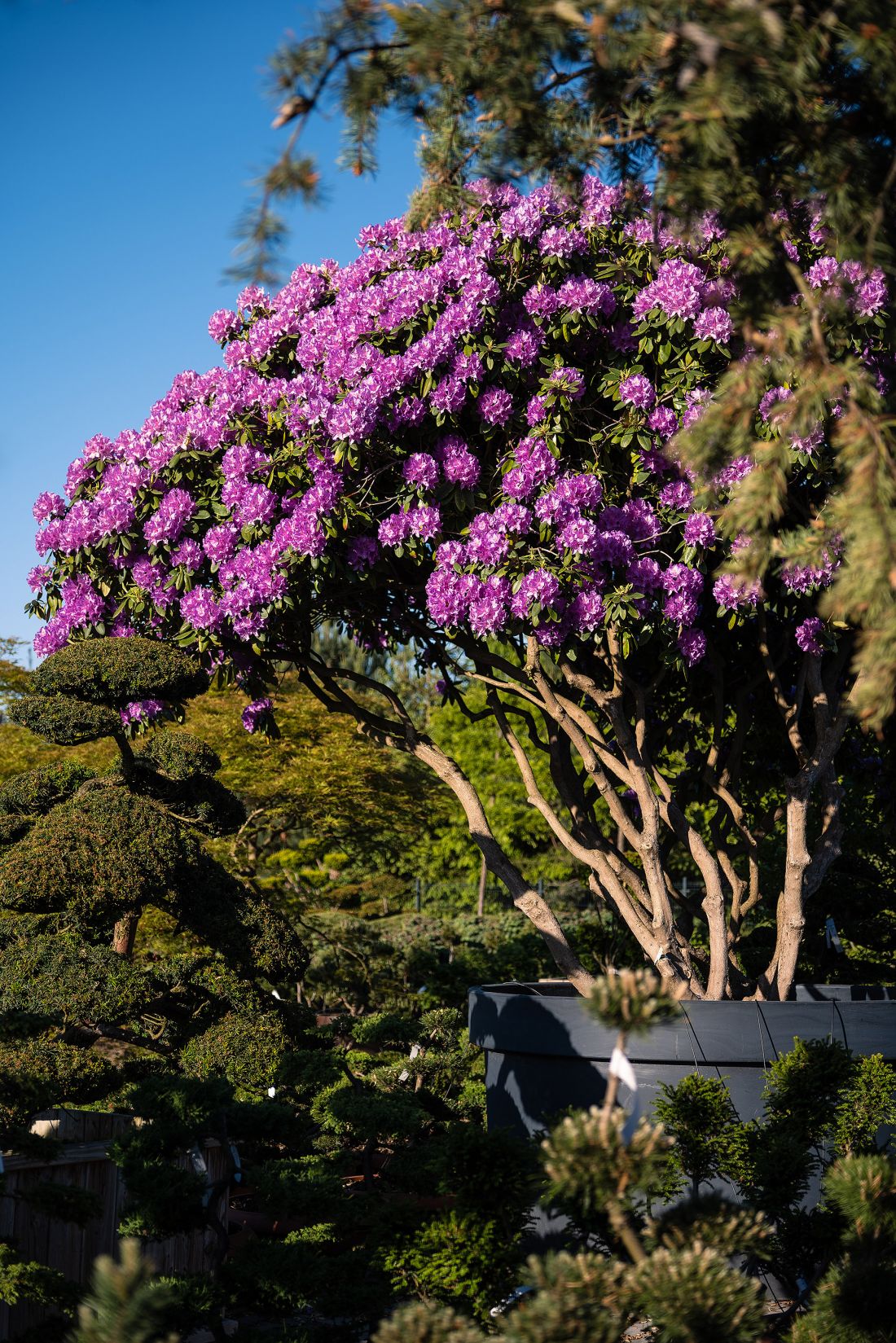 Różanecznik – Rhododendron hybr. ‚Catawbiense Grandifloru’
