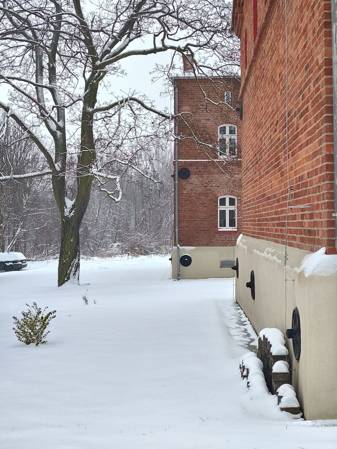 Drzewo pośród domów