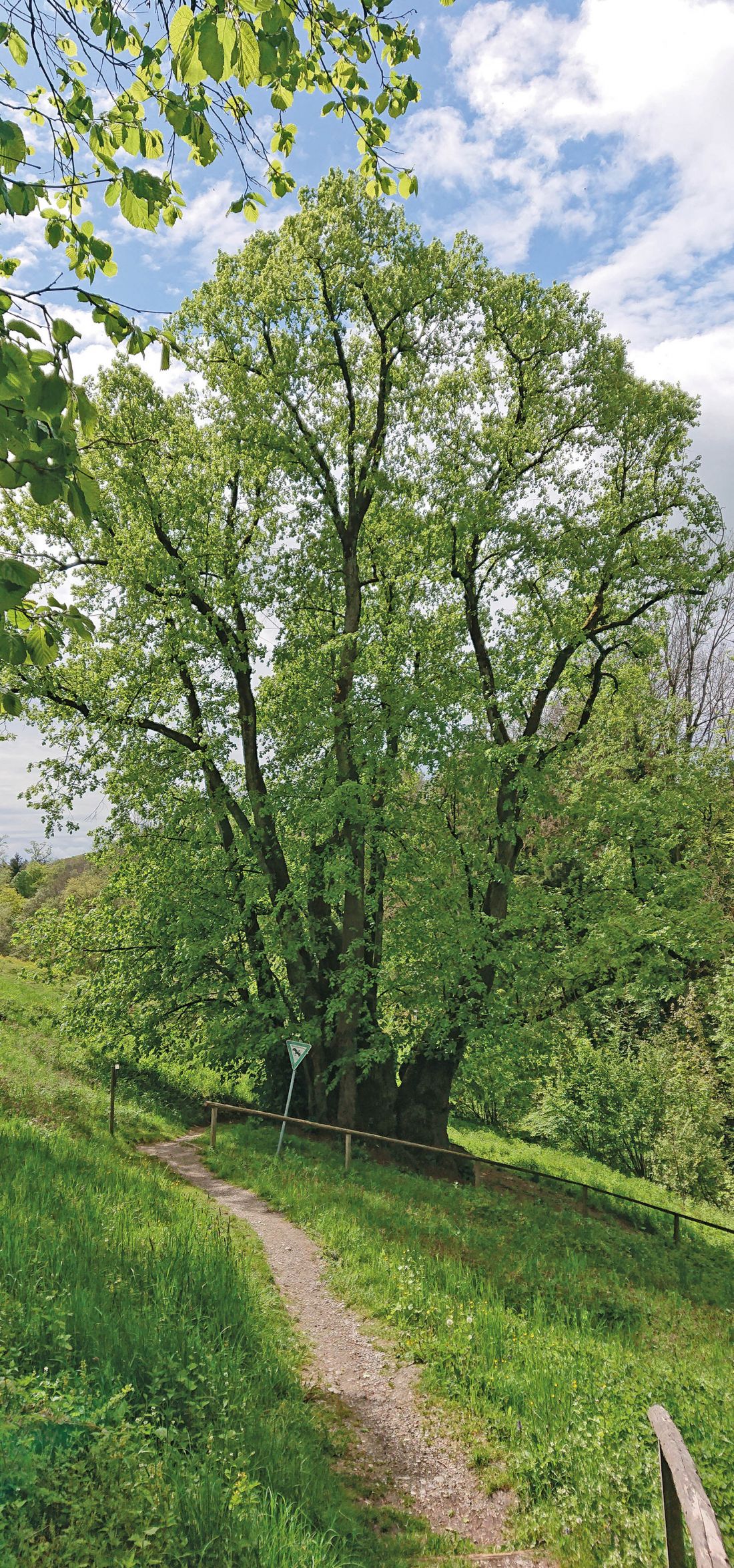 Tassilolinde - lipa, która rosła już 1300 lat temu, ma więc zapewne około 1400 lat