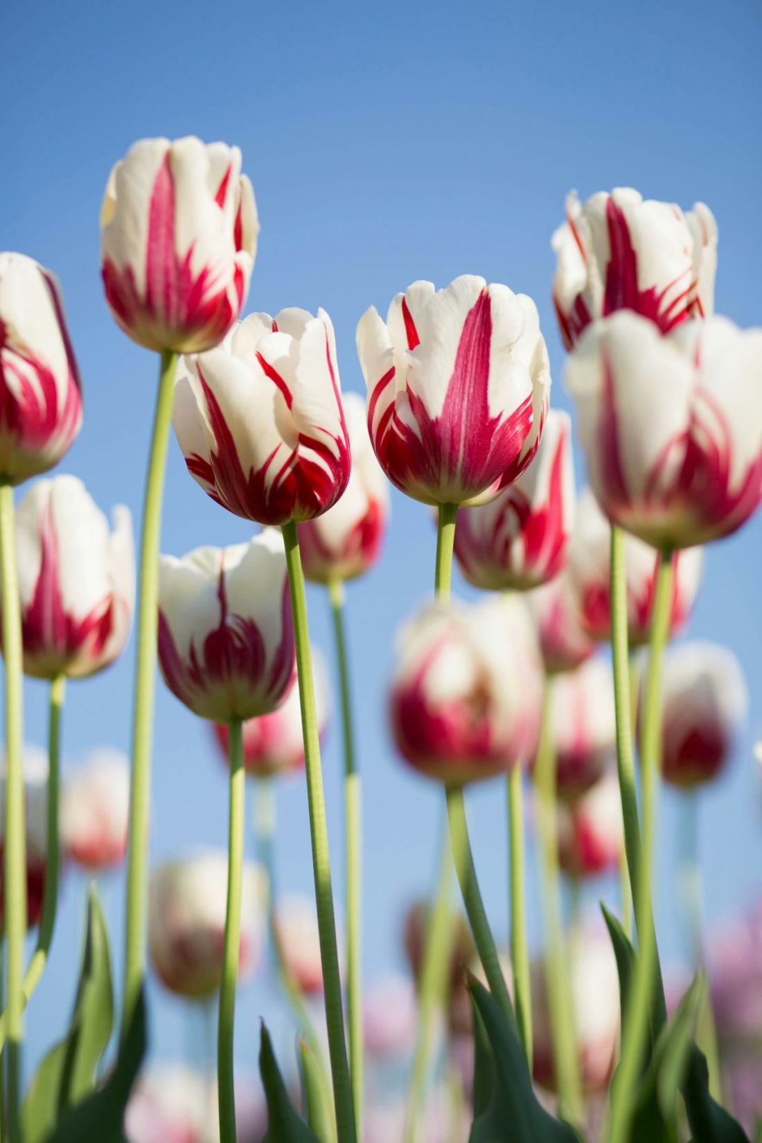 Tulipany Rembrandt