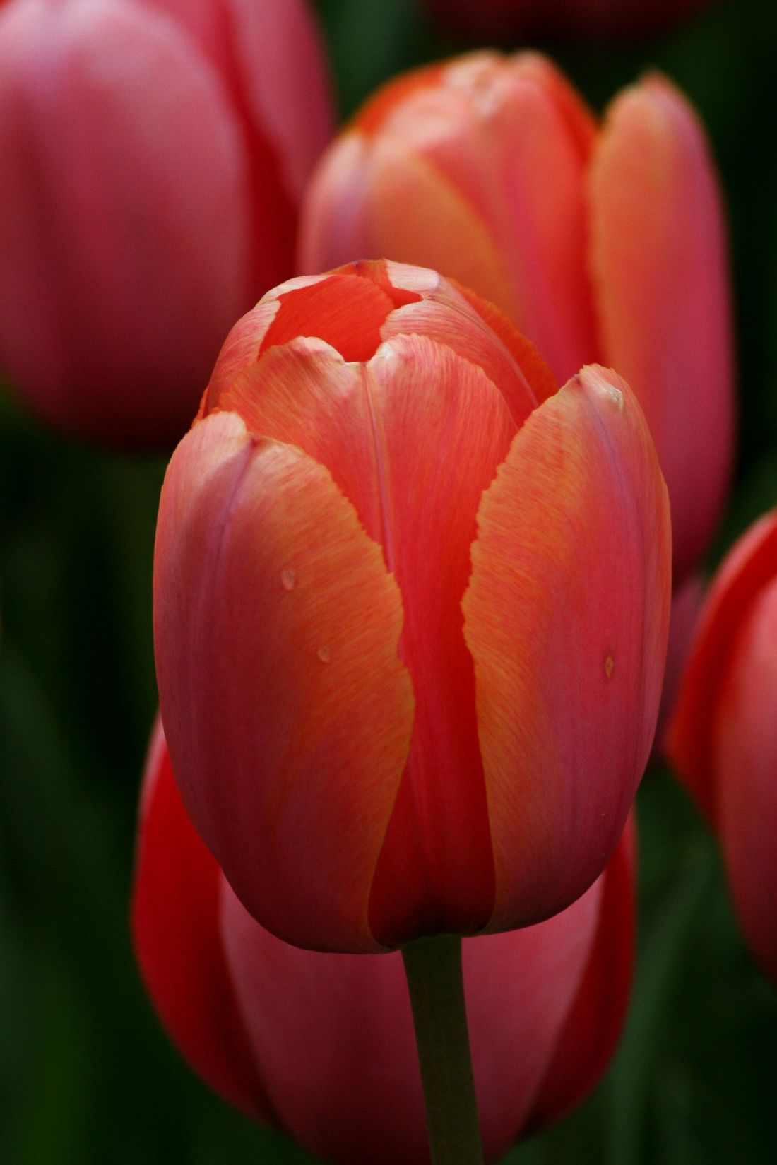 Tulipan Princess Irene