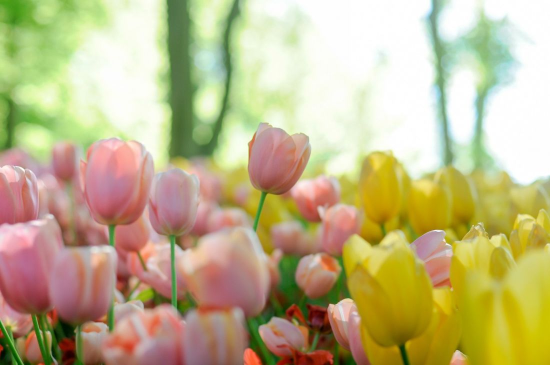 Tulipany preferują słoneczne i lekko zacienione miejsca