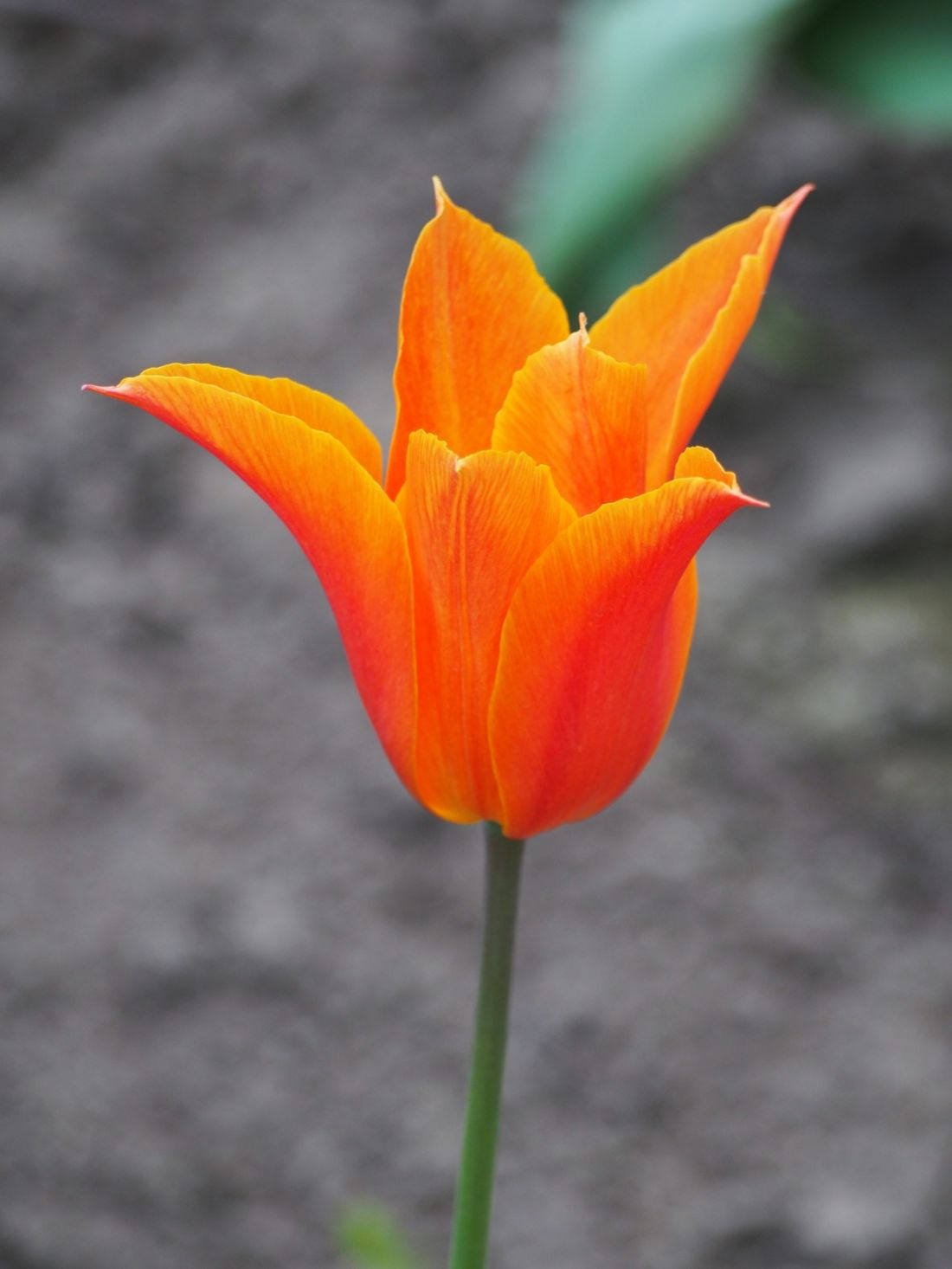 Tulipan liliokształtny Ballerina