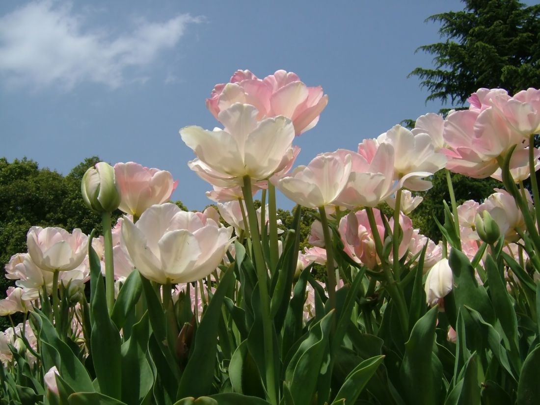 Tulipan Angelique