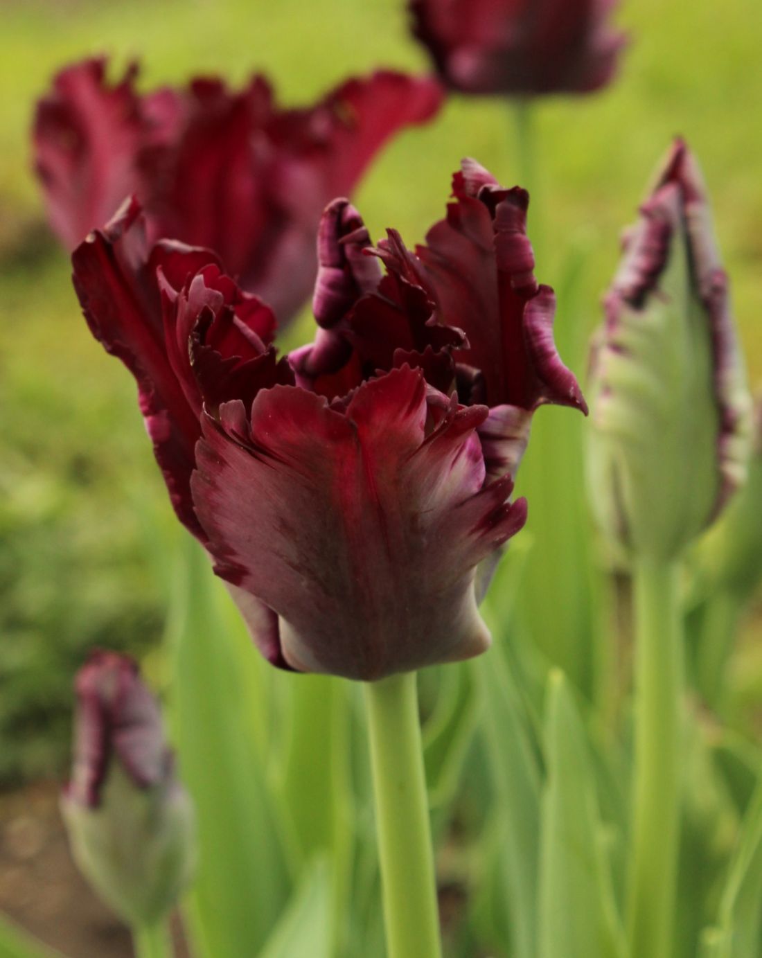 Tulipan Black Parrot