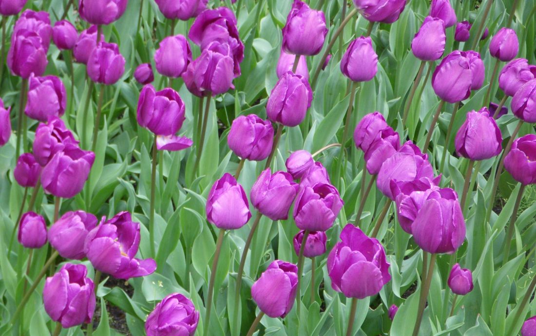 Tulipan Negrita