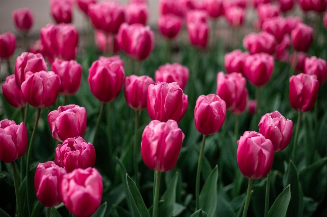 Tulipany preferują umiarkowaną wilgotność