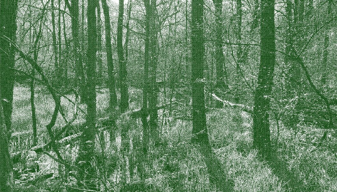 mokradła przy ścieżce dydaktycznej Do Karczmiska w Puszczy Kampinoskiej