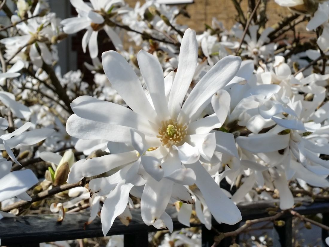 Magnolia stellata znana jako magnolia gwiaździsta