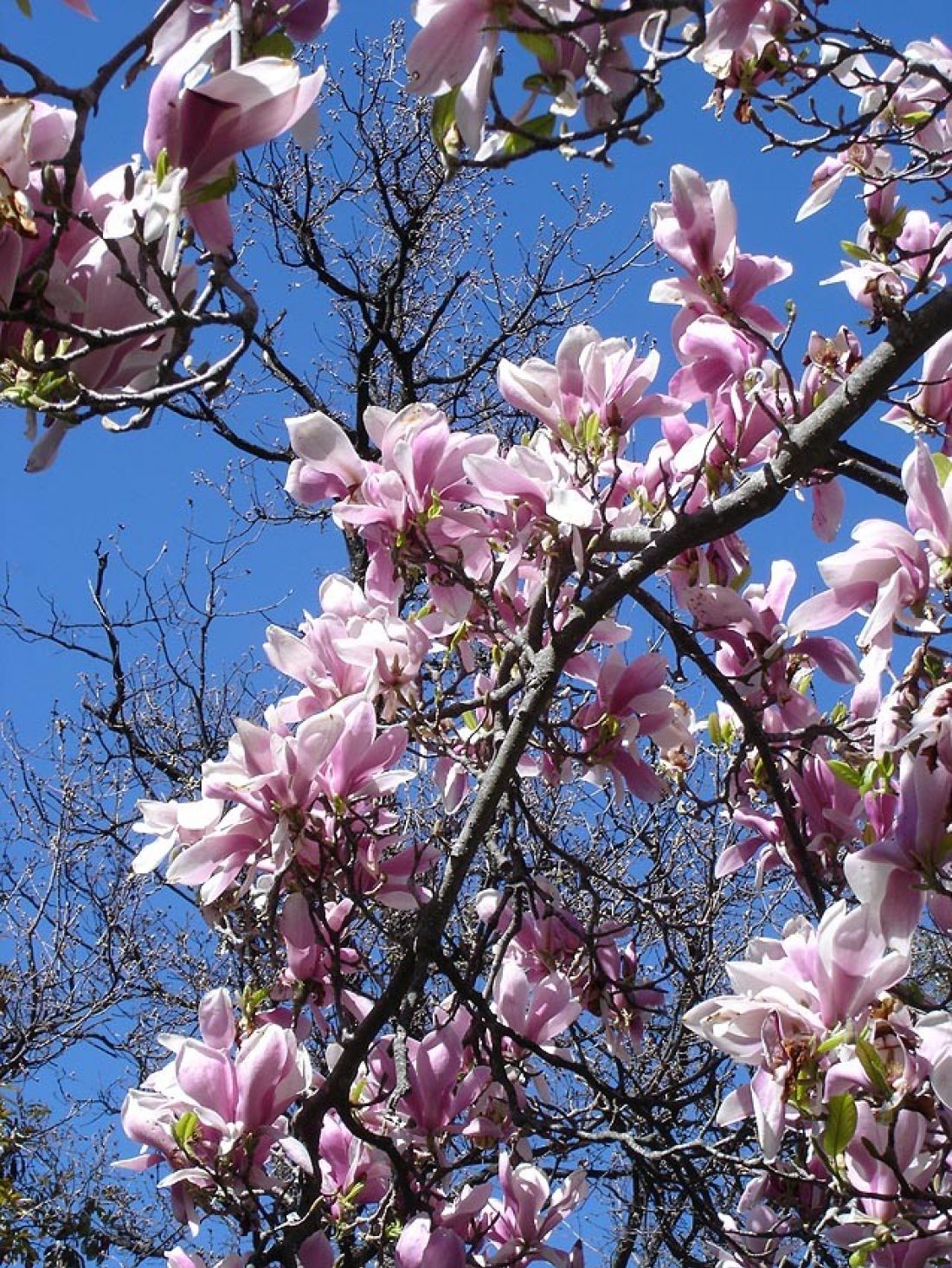 Magnolia soulangeana zwana także magnolią pospolitą