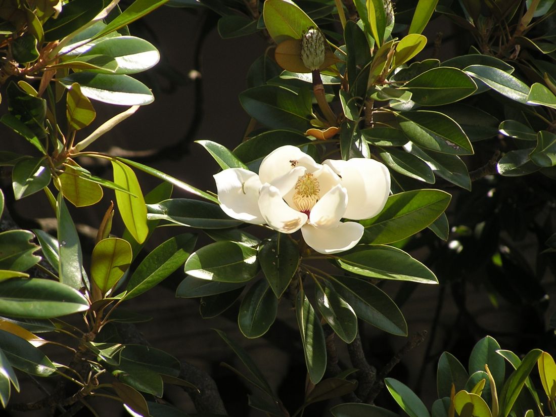 Magnolia grandiflora znana również jako magnolia wielkokwiatowa