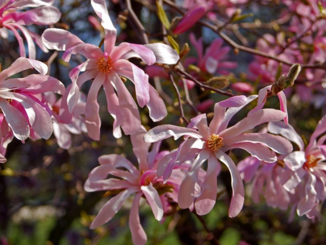  Magnolia x loebneri znana jako magnolia japońska