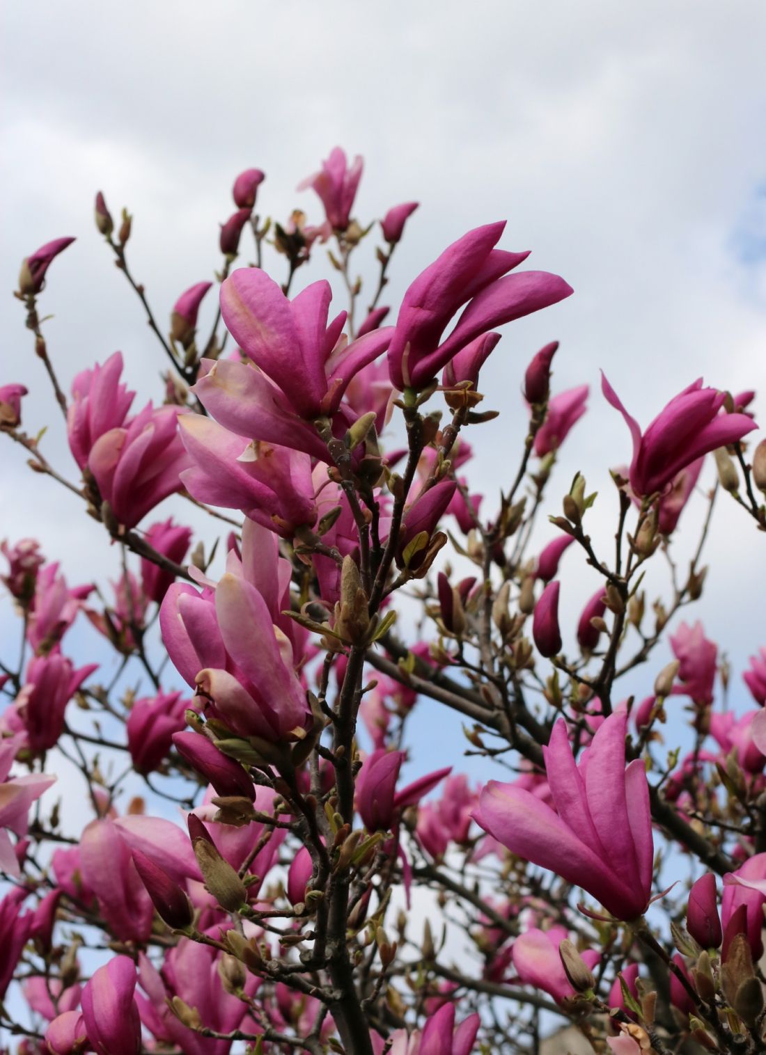 Magnolia lilliflora